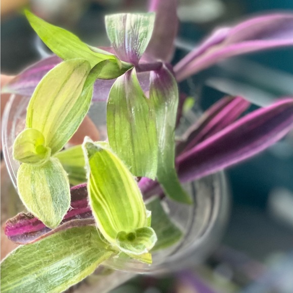 Rare tradescantia cutting bundle - 3 varieties - pink stripe, sillamontana , + - Picture 9 of 12